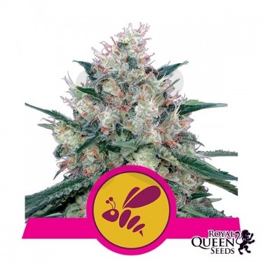 Plante de marijuana Honey Cream fast Version