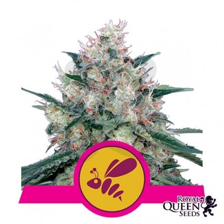 Honey Cream Fast Flowering cannabis plant Honey Cream Fast Flowering cannabis plant