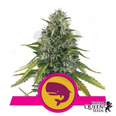Royal Moby de Royal Queen Seeds feminizada - Grow Barato