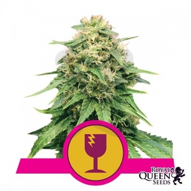 Critical de Royal Queen Seeds feminizada - Grow Barato