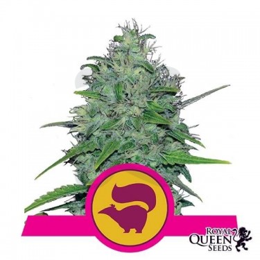 Skunk XL de Royal Queen Seeds feminizadas - Grow Barato