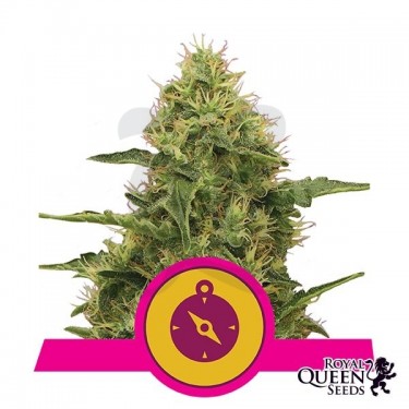 Northern Light de Royal Queen Seeds - GB