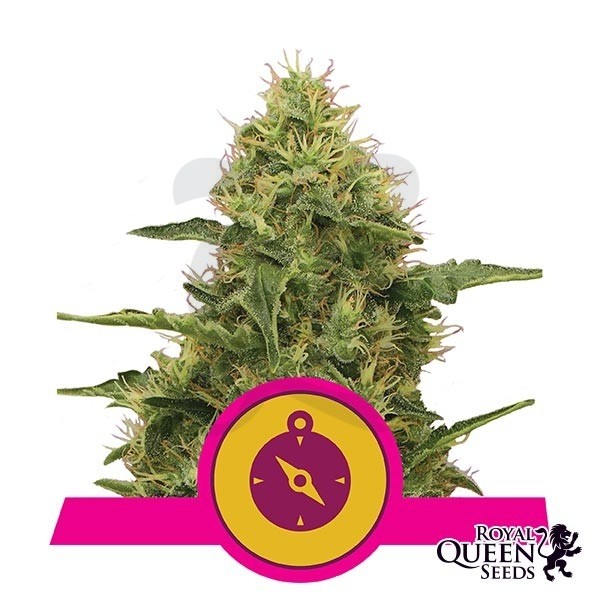 Northern Light de Royal Queen Seeds - GB