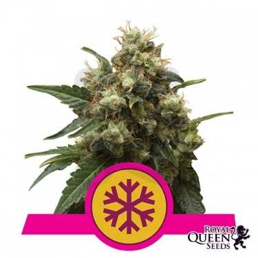 Ice de Royal Queen Seeds feminizada - Grow Barato