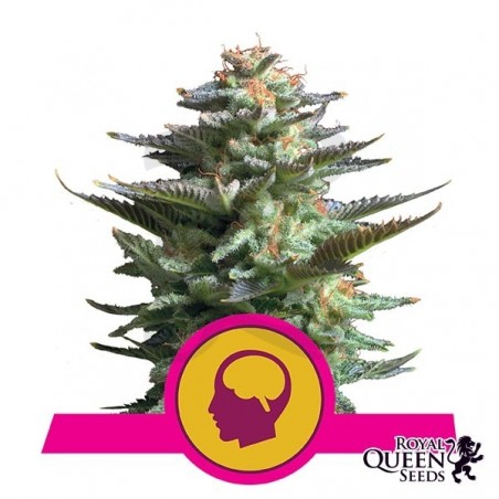 Amnesia Haze cannabis plant Amnesia Haze cannabis plant