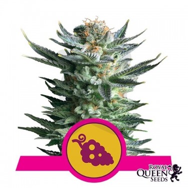 Fruit Spirit cannabis plant