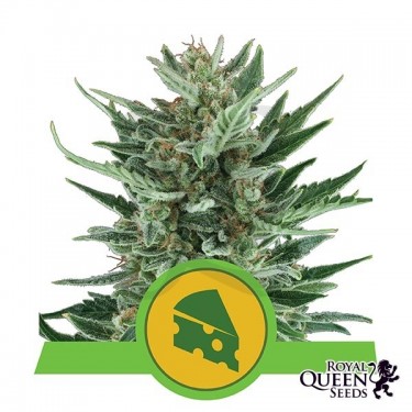 Royal Cheese Automatic feminizada de RQS - Grow Barato