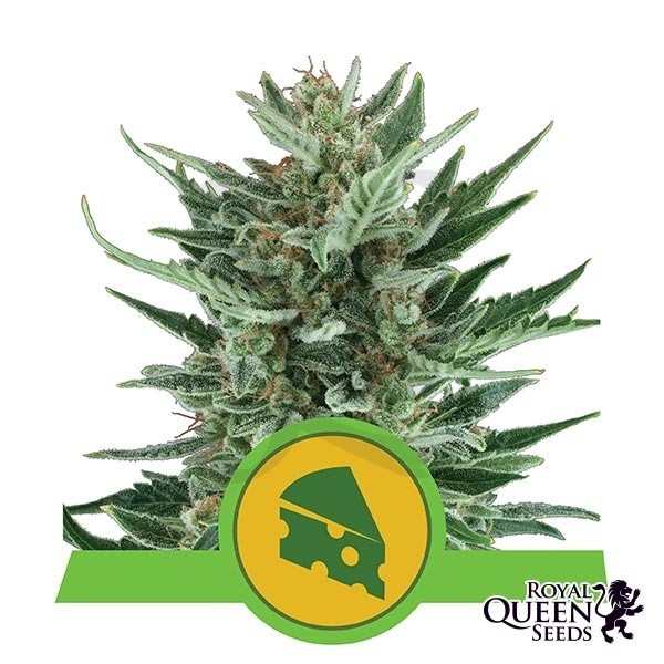 Royal Cheese Automatic feminized RQS - Grow Barato