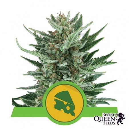 Royal Cheese Automatic feminized RQS - Grow Barato