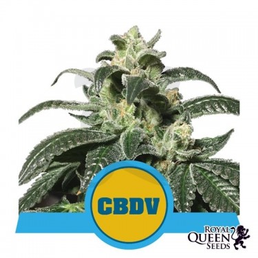 Comprar Royal CBDV Auto Royal Queen Seeds - GB