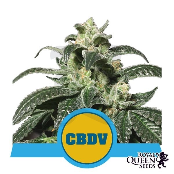 Comprar Royal CBDV Auto Royal Queen Seeds - GB