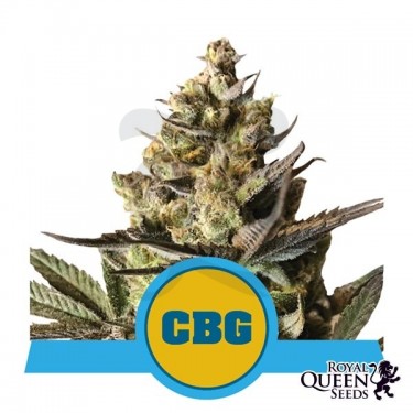Comprar Royal CBG Auto Royal Queen Seeds - GB