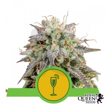 Mimosa Automatic Royal Queen Seeds - Grow Barato