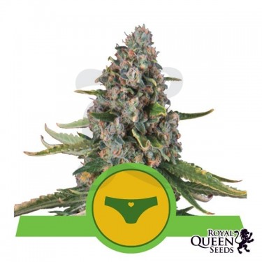 Comprar Sherbet Queen Automatic Royal Queen Seeds - GB