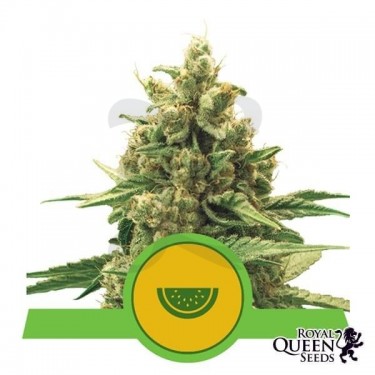 Watermelon Automatic de Royal Queen Seeds - GB