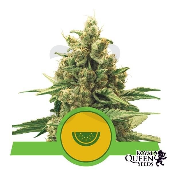 Watermelon Automatic de Royal Queen Seeds - GB