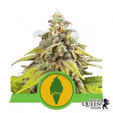 Green Gelato Automatic de Royal Queen Seeds - Grow Barato Green Gelato Automatic de Royal Queen Seeds - Grow Barato