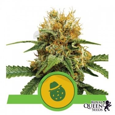 Comprar Do-Si-Dos Automatic Royal Queen Seeds - GB