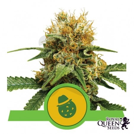 Comprar Do-Si-Dos Automatic Royal Queen Seeds - GB Comprar Do-Si-Dos Automatic Royal Queen Seeds - GB