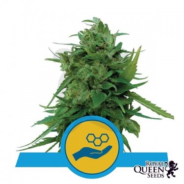 Comprar Solomatic CBD de Royal Queen Seeds - GB
