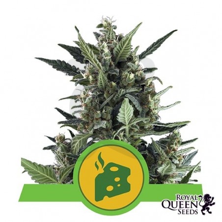 Blue Cheese Automatic Blue Cheese Automatic
