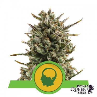 Amnesia Haze Automatic de Royal Queen Seeds - Grow Barato