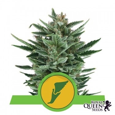 Quick One Auto semillas de Royal Queen Seeds - Grow Barato