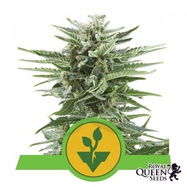 Fácil Bud Royal Queen Seeds automático - Crescer Barato