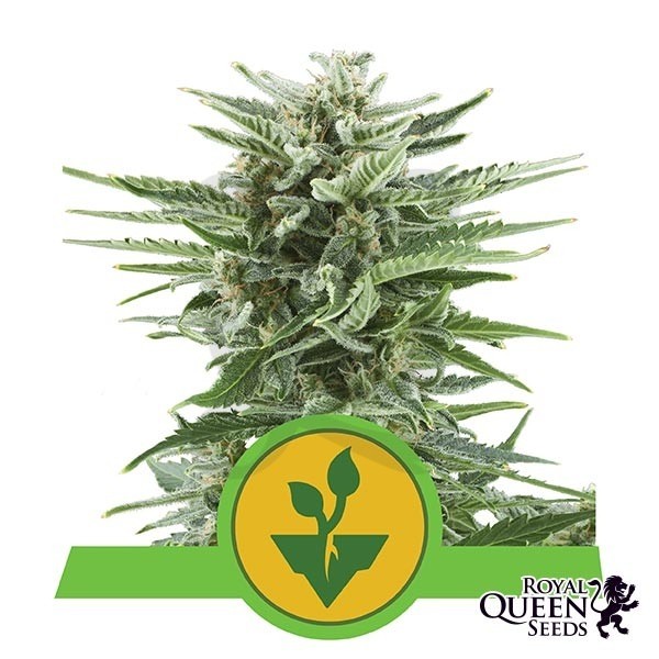 Easy Bud de Royal Queen Seeds automática - Grow Barato