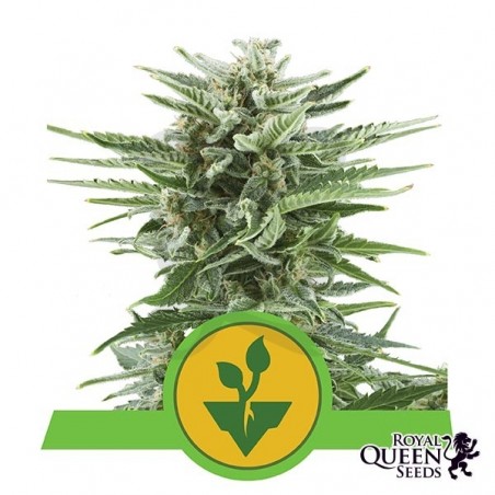 Easy Bud de Royal Queen Seeds automática - Grow Barato Easy Bud de Royal Queen Seeds automática - Grow Barato