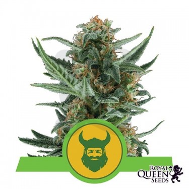 Royal Dwarf de Royal Queen Seeds Auto - Grow Barato