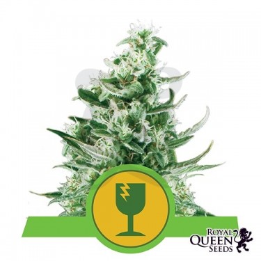 Royal Critical Automatic de Royal Queen Seeds - GB