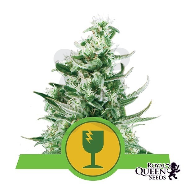 Royal Critical Automatic de Royal Queen Seeds - GB