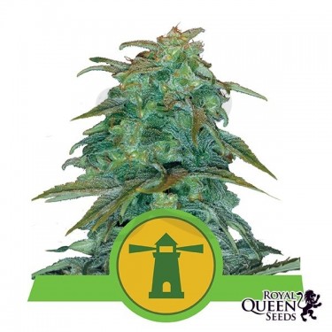 Royal Haze Automatic de Royal Queen Seeds - Grow Barato