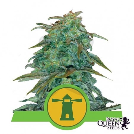 Royal Haze Automatic de Royal Queen Seeds - Grow Barato Royal Haze Automatic de Royal Queen Seeds - Grow Barato
