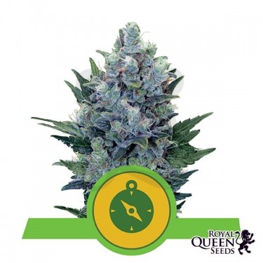 Northern Light Auto de Royal Queen Seeds - Grow Barato