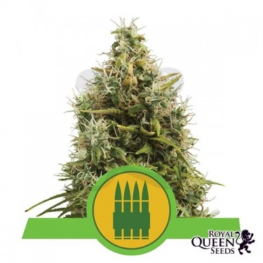 Royal AK Automatic de Royal Queen Seeds - Grow Barato