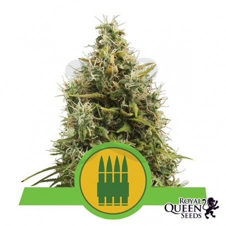 Royal AK Automático por Royal Queen Seeds - Crescer Barato Royal AK Automático por Royal Queen Seeds - Crescer Barato