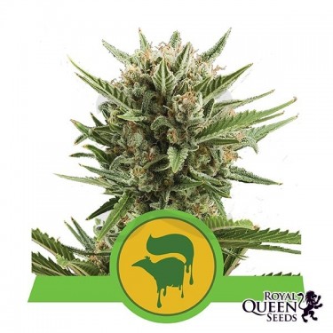 Sweet Skunk Automatic de Royal Queen Seeds - Grow Barato