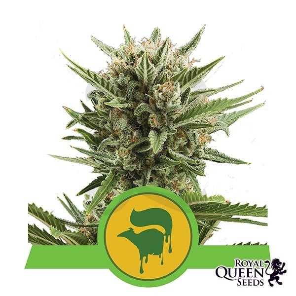 Plante de cannabis Sweet Skunk Automatique