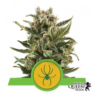 White Widow Automatic de Royal Queen Seeds - Grow Barato