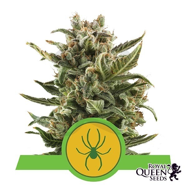 White Widow Automatic de Royal Queen Seeds - Grow Barato
