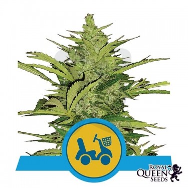 Fast Eddy Automatic CBD