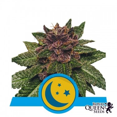 Comprar Purplematic CBD Royal Queen Seeds - GB
