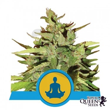 Stress Killer Auto CBD Royal Queen Seeds - Grow Barato