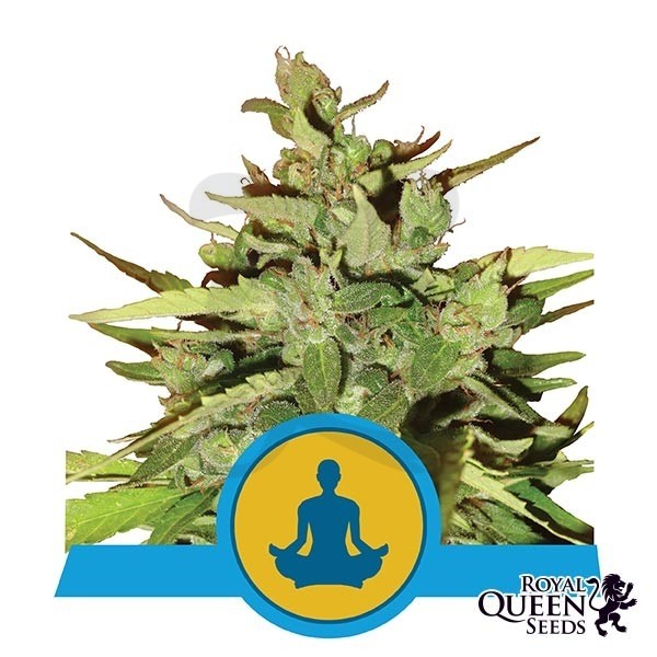 Stress Killer Auto CBD Royal Queen Seeds - Grow Barato