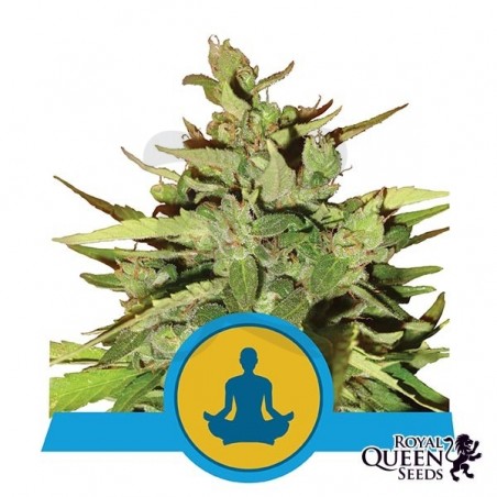 Stress Killer Auto CBD Royal Queen Seeds - Grow Barato Stress Killer Auto CBD Royal Queen Seeds - Grow Barato