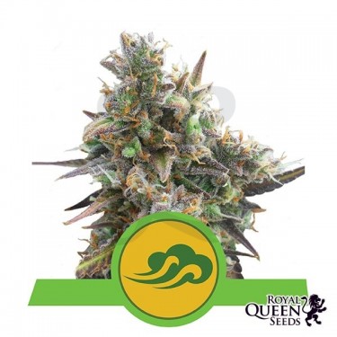 Royal Bluematic de Royal Queen Seeds - Grow Barato