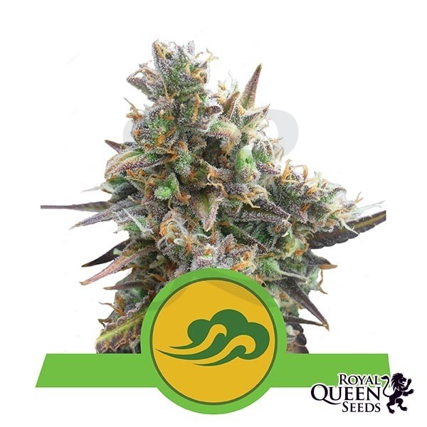 Royal Bluematic de Royal Queen Seeds - Grow Barato