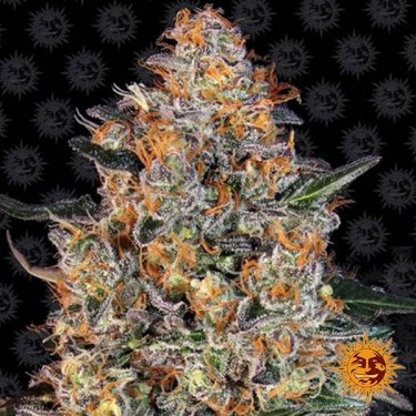 Bubba Kush Brney's Farm
